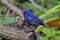 Кобальтовый овсянковый кардинал, Cyanocompsa parellina parellina, Blue Bunting