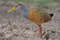 Рыжешейный лесной пастушок, Aramides albiventris, Russet-naped Wood-Rail