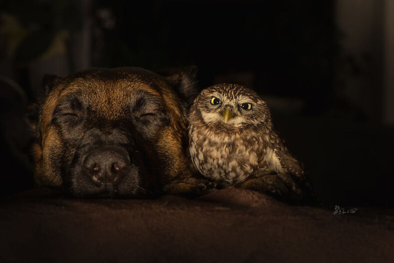 15 фото трогательной дружбы овчарки Инго и крохотной совы Польди (фото, которые никого не оставят равнодушными)