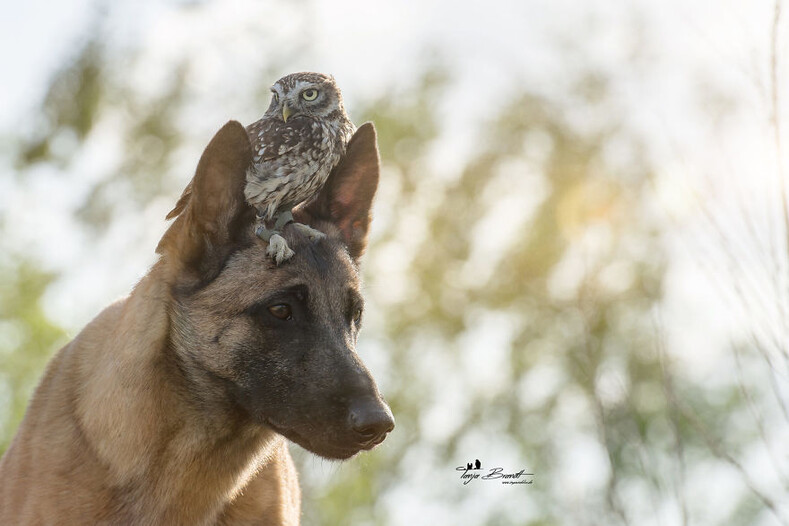 15 фото трогательной дружбы овчарки Инго и крохотной совы Польди (фото, которые никого не оставят равнодушными)