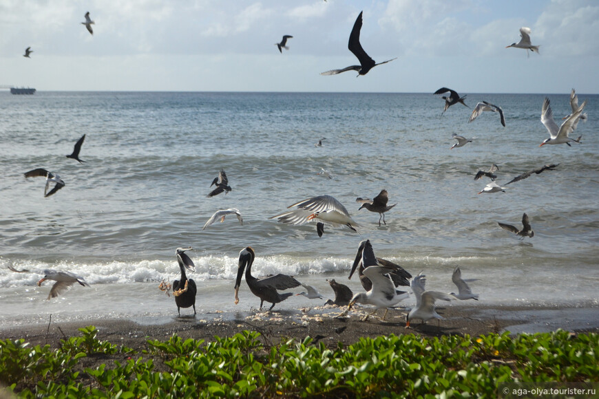 кажется там есть даже пеликаны - национальные птицы Сент-Китса и Невиса