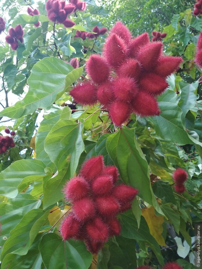 плоды помадного дерева