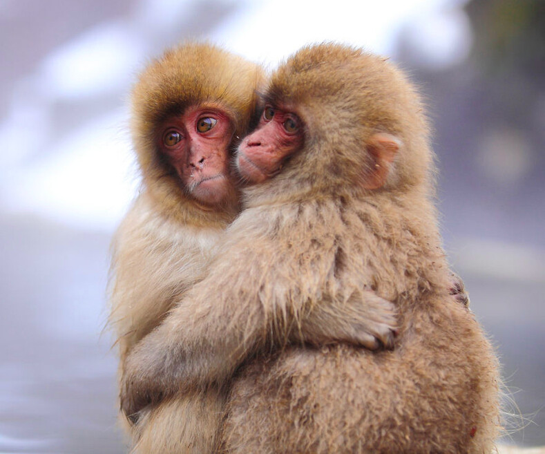 Зверская любовь: ТОП-20 милых фото влюбленных животных, которые никого не оставят равнодушными