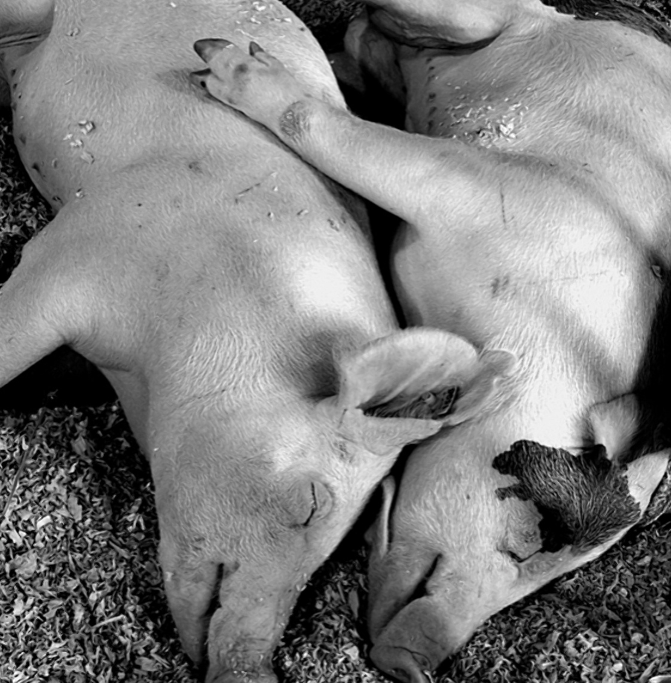 Animal coupling. Любовь животных. Животная страсть. Любовь страсть животные. Смешные пары животных.