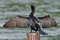 Бигуанский баклан, Phalacrocorax brasilianus mexicanus, Neotropic Cormorant