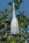 Большая белая цапля, Ardea alba egretta, Western Great Egret