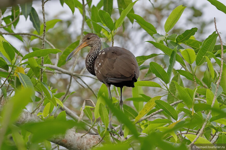 Арама, Aramus guarauna dolosus, Limpkin