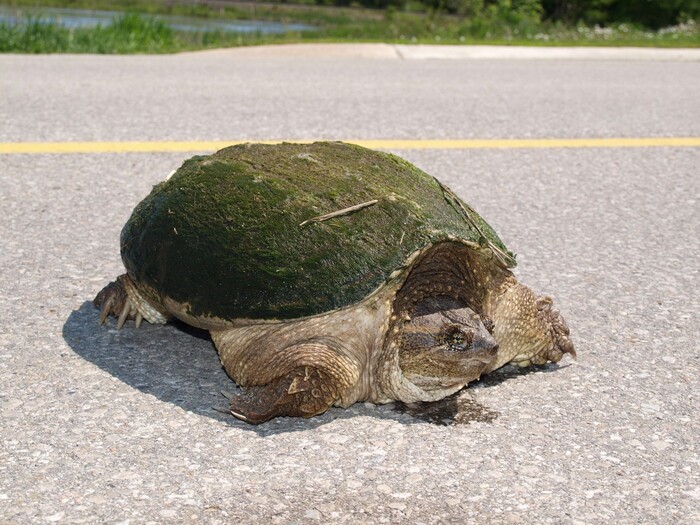 Черепаха в очках картинка. Мозг черепахи. Выгул черепахи. Черепахи Онтарио.