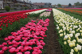 Тюльпаны в Нидерландах срезают, чтобы не допустить скопления людей