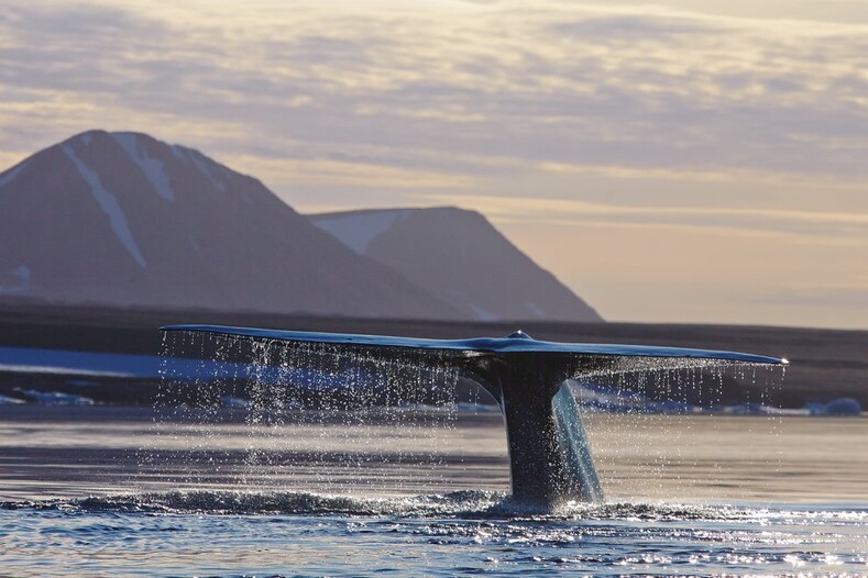 Не спят по три месяца и едят миллион калорий в день: 10 интересных фактов о самых величественных существах на планете - китах