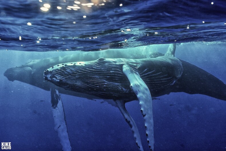 Не спят по три месяца и едят миллион калорий в день: 10 интересных фактов о самых величественных существах на планете - китах