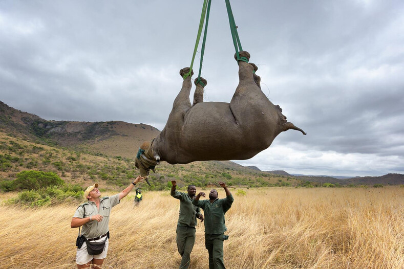На вертолете вверх тормашками: шок-фото перевозки носорогов (выглядит зверски, но так ли на самом деле?)