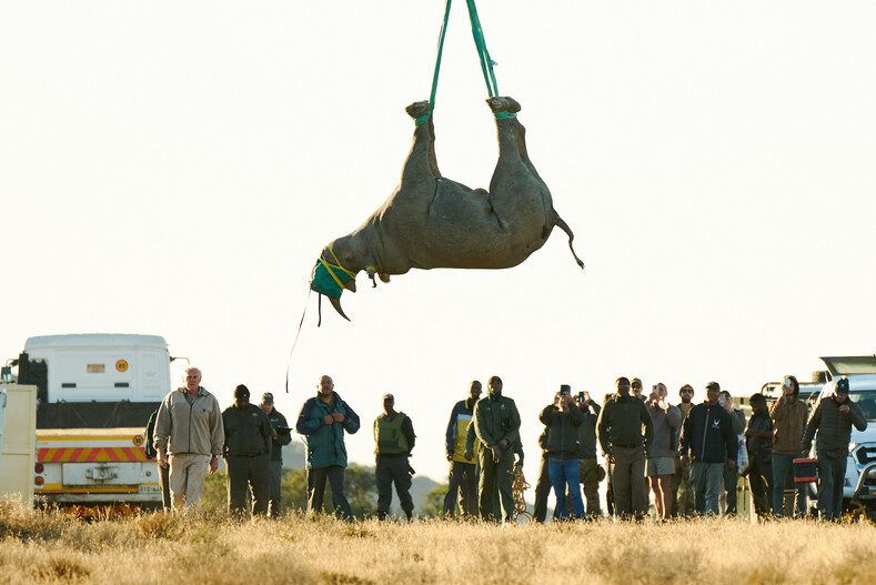 На вертолете вверх тормашками: шок-фото перевозки носорогов (выглядит зверски, но так ли на самом деле?)