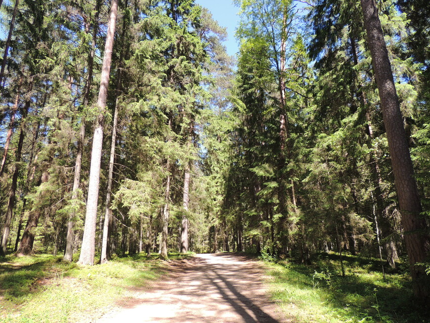 Прогулка по лесу с Бугрово до усадьбы Михайловское. 