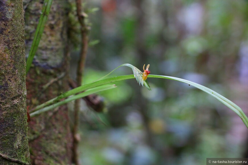 самая маленькая в мире орхидея.