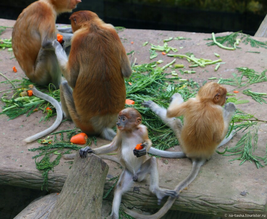 обезьяны носачи