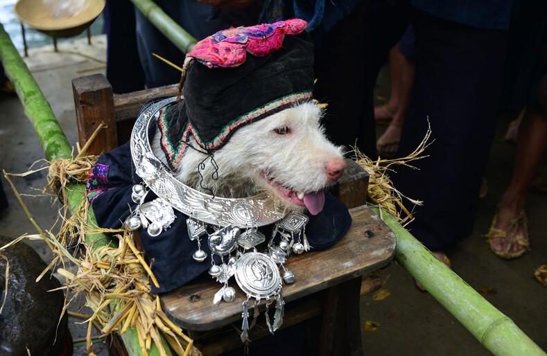 Праздник «ношения собак» в китайской деревне Цзяобан: почести или издевательство над животными?