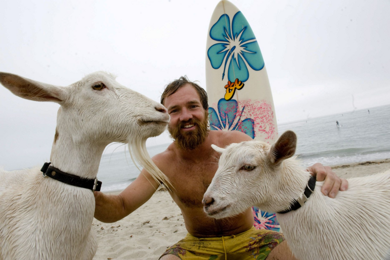 Первый в мире козел — серфингист: купили съесть сорняки, а он начал покорять волны