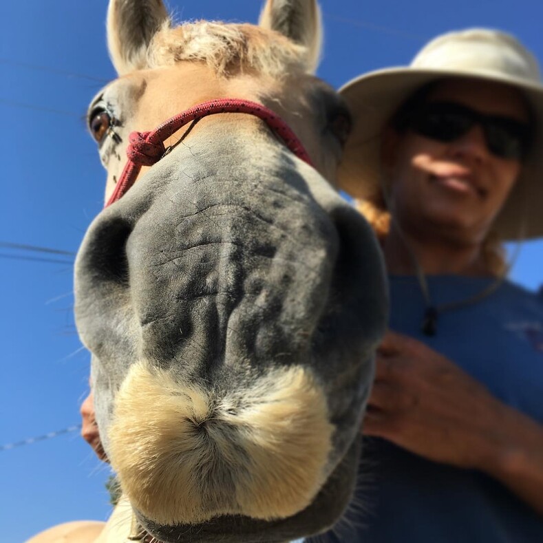 Лошади с шикарными усами: 10 забавных фото, которые поднимут настроение