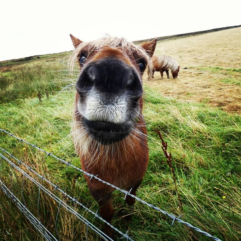 Лошади с шикарными усами: 10 забавных фото, которые поднимут настроение