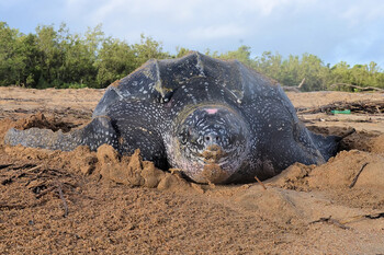 В Таиланде на опустевшие пляжи вернулись редкие морские черепахи
