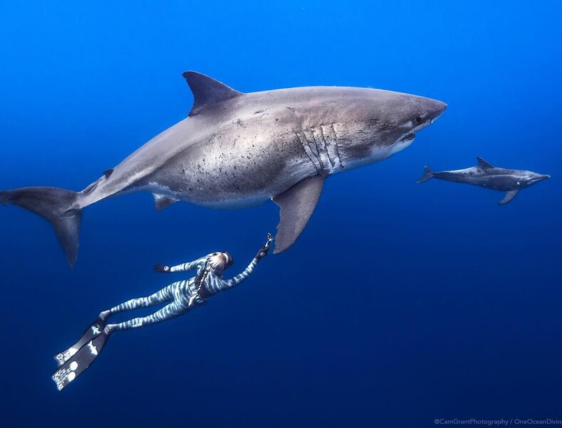 Красавица в бикини спасает акул от людей