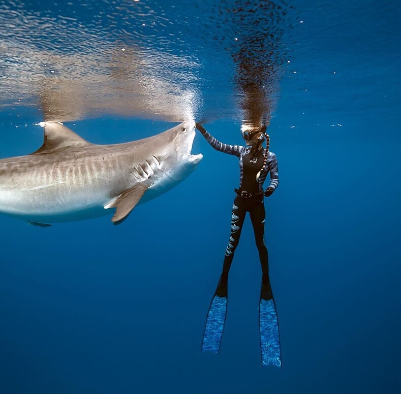 Красавица в бикини спасает акул от людей