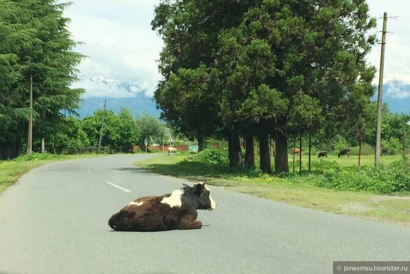 «Местные» коровы как участники дорожного движения