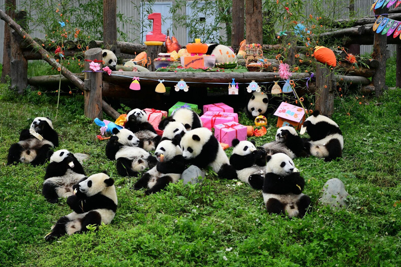 Фото панда—вечеринки: как отрываются медвежата в свой первый день рождения (вы просто расплыветесь в улыбке от такой милоты)