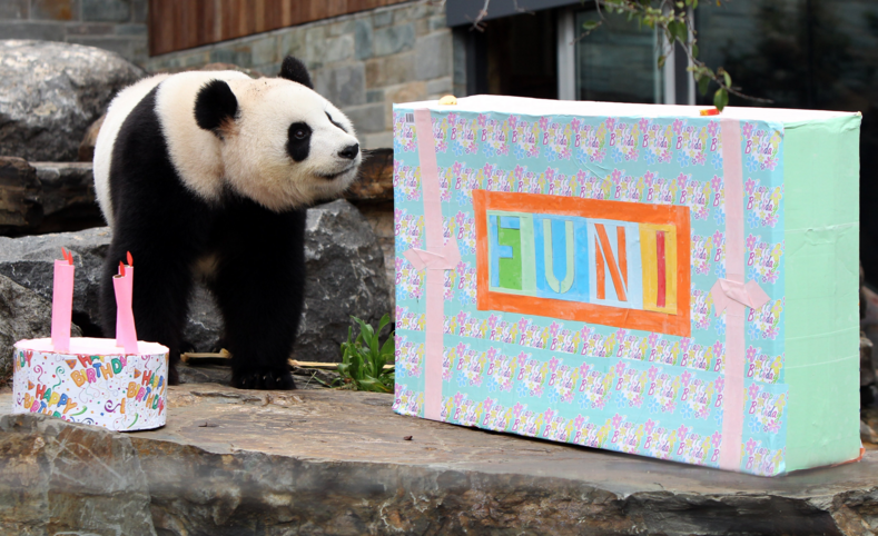 Фото панда—вечеринки: как отрываются медвежата в свой первый день рождения (вы просто расплыветесь в улыбке от такой милоты)