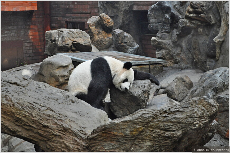 Самая забавная панда без остановки кувыркалась на дереве.