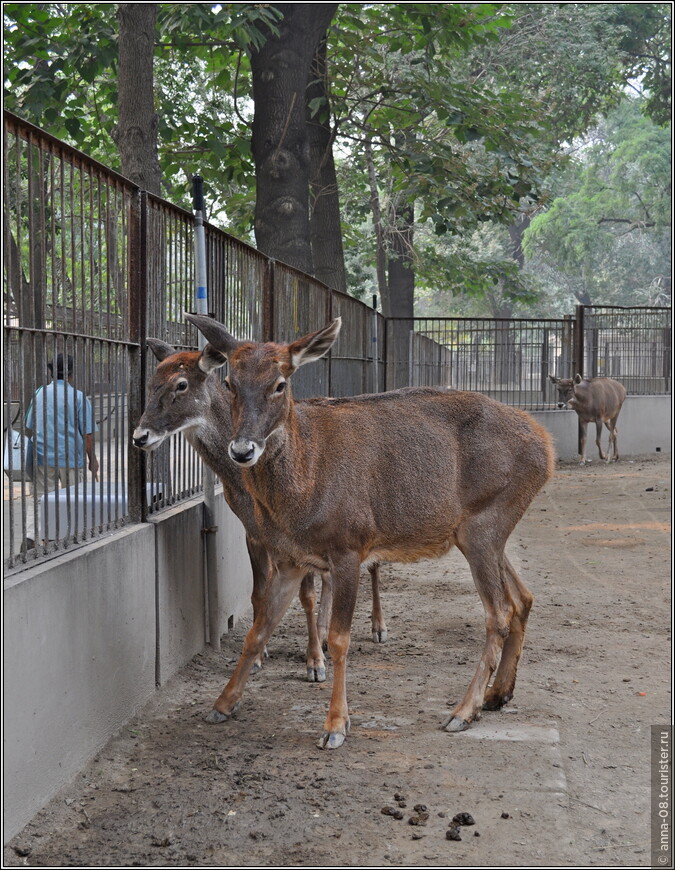 Неоднозначный пекинский зоопарк