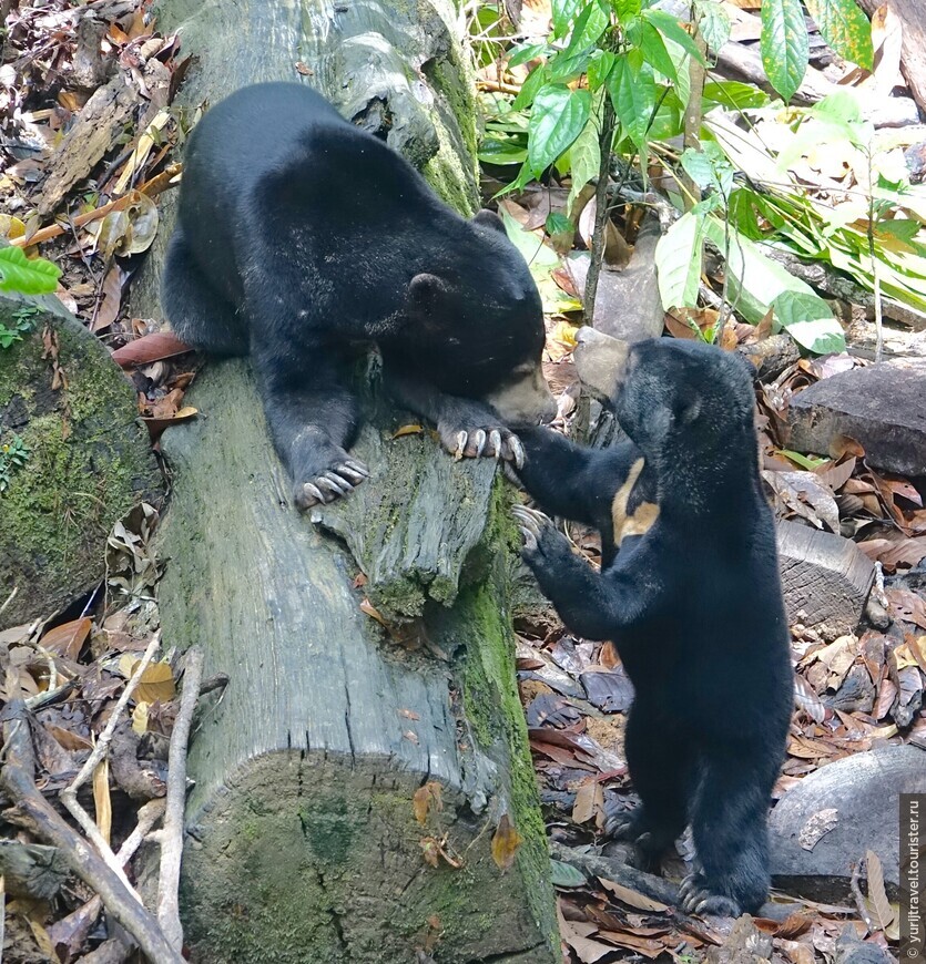 Обезьяны и медведи острова Борнео