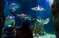 Аквариум «Sea Life» в Бенальмадене