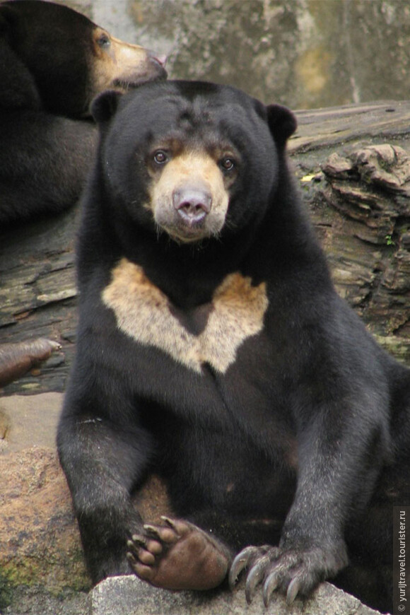 Обезьяны и медведи острова Борнео
