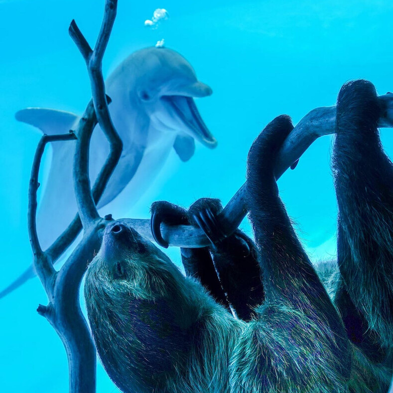 Фото дельфинов, впервые увидевших ленивца, покорили всю планету (эти снимки сделают ваш день)
