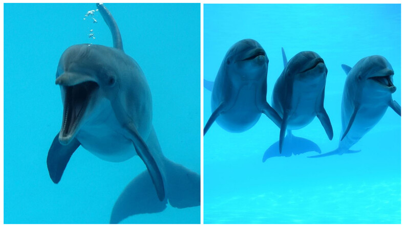 Фото дельфинов, впервые увидевших ленивца, покорили всю планету (эти снимки сделают ваш день)