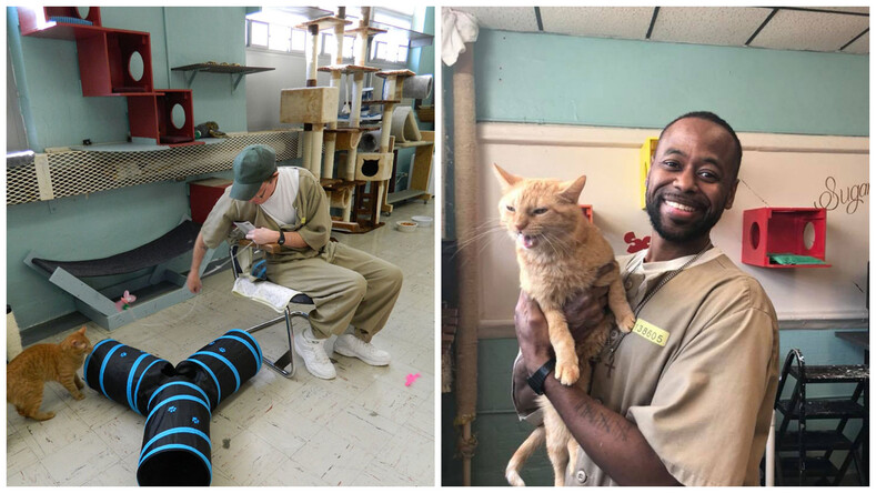 Котики и заключенные: фото из приюта, где преступники проходят кототерапию и становятся добрее