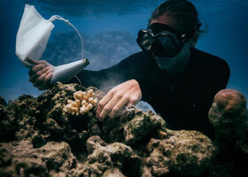 Рабочие будни коралловых садоводов на Таити: как возрождаются рифы