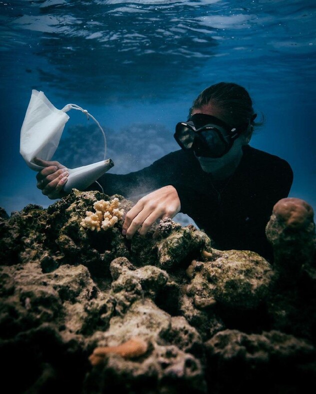 Рабочие будни коралловых садоводов на Таити: как возрождаются рифы