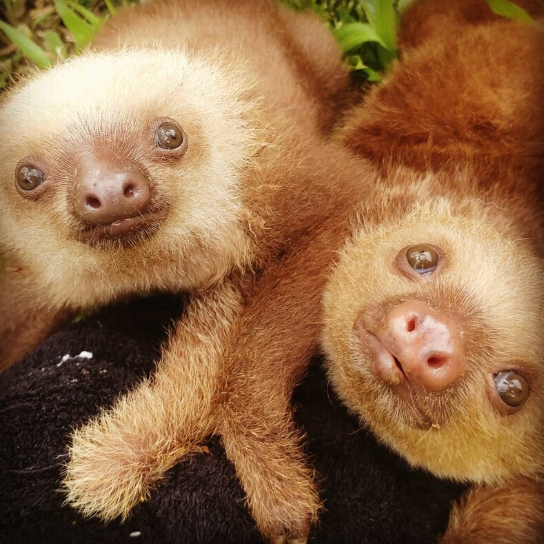 Спасенные в лесах Коста-Рики: милейшие фото малышей ленивцев