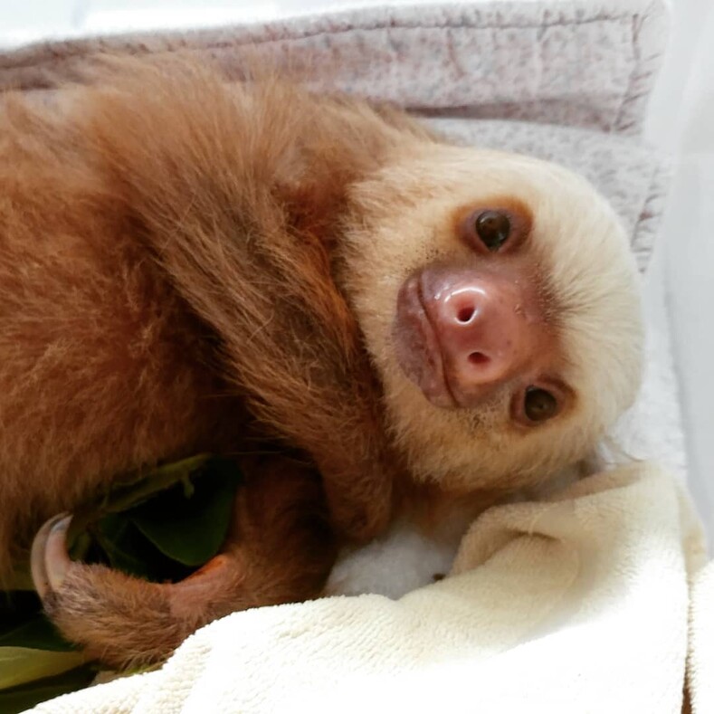 Спасенные в лесах Коста-Рики: милейшие фото малышей ленивцев