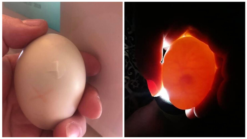 Женщина 35 дней вынашивала треснутое яйцо в бюстгальтере, чтобы спасти птенца дикой утки (фото, поражающие не на шутку)