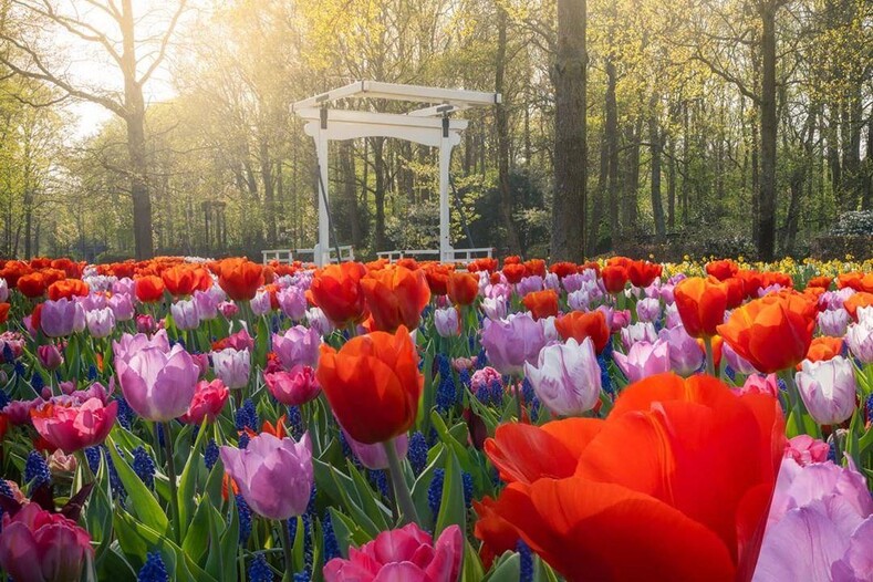 Когда 7 миллионов тюльпанов цветут все сразу: фотографу удалось запечатлеть сады без людей