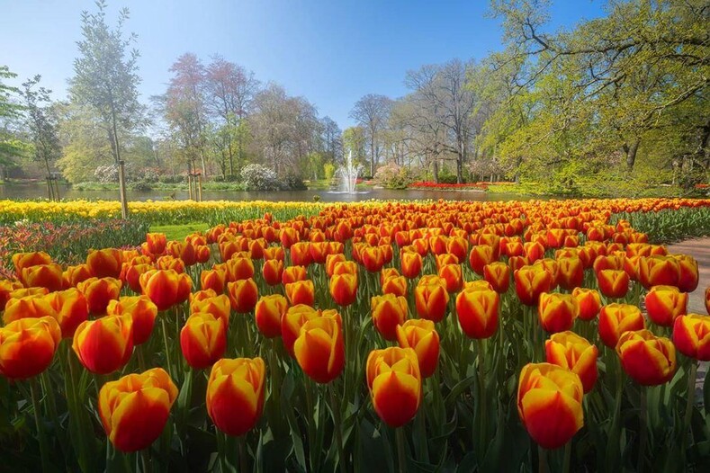 Когда 7 миллионов тюльпанов цветут все сразу: фотографу удалось запечатлеть сады без людей