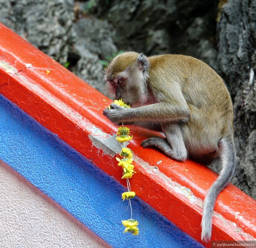Куала-Лумпур. Светлячки, обезьяны и рыбацкие крючки на языке индусов