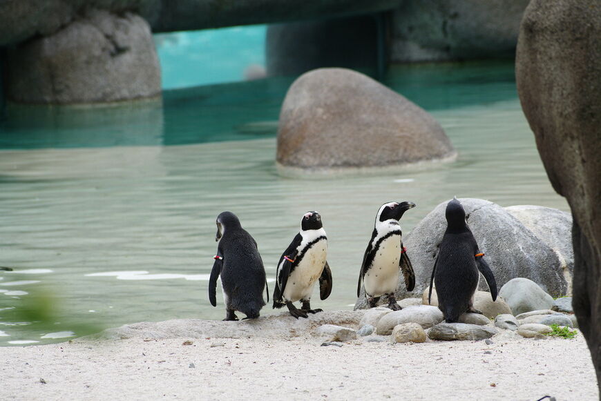 Поплавать вместе с пингвинами можно благодаря прозрачной стенке бассейна