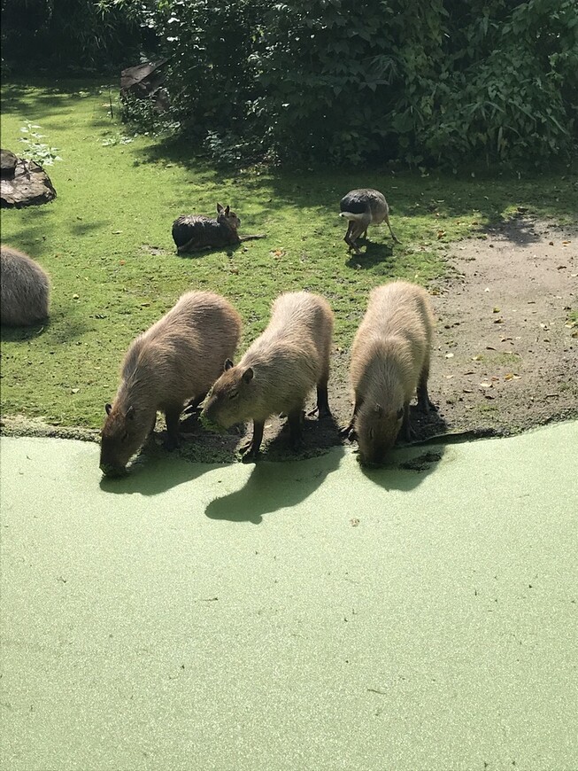 Лейпцигский зоопарк — удивительное место