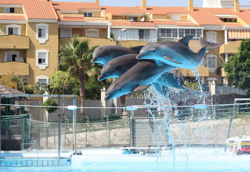 Выступление семейства дельфинов