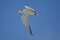 Королевская крачка, Thalasseus maximus maximus, Royal Tern